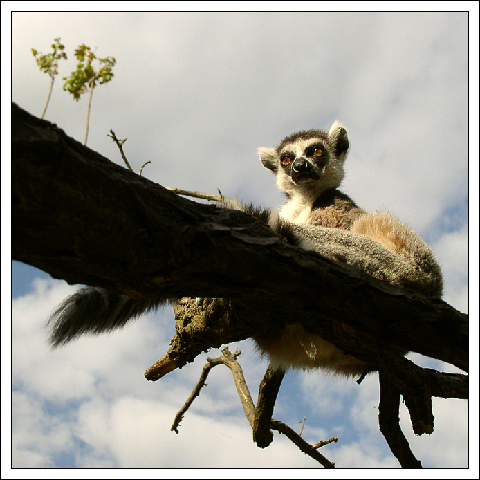 Lemur