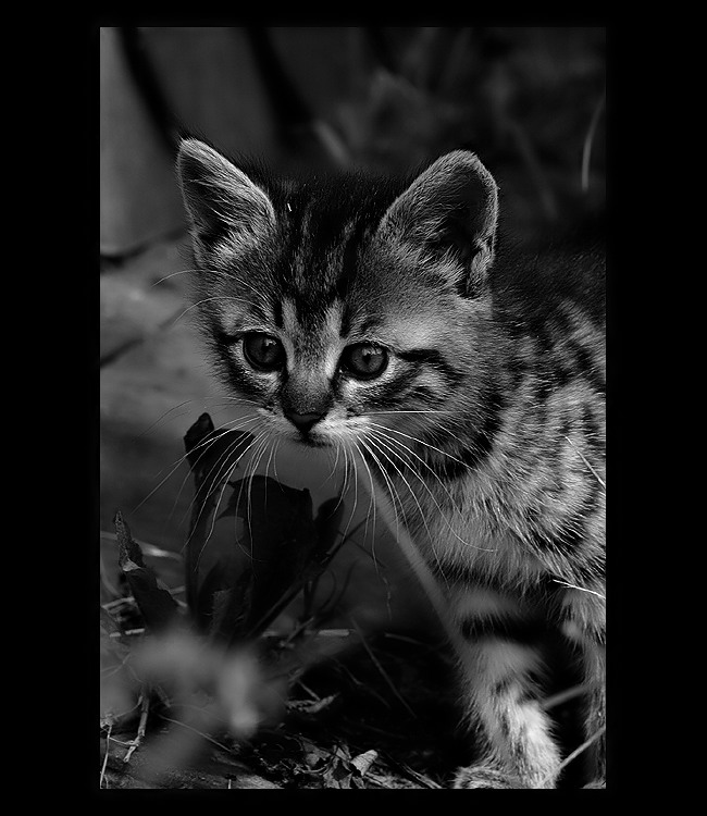 = Kočičí svět II. =