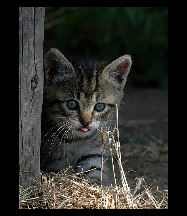 = Kočičí svět III. =