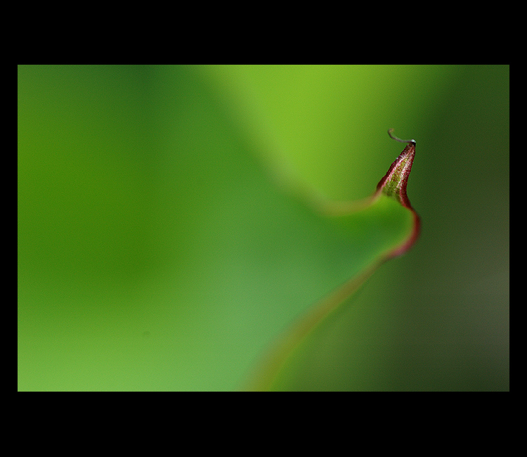 = Minimalista II. =