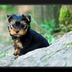 hlídač druhého schodu