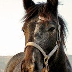 Sven