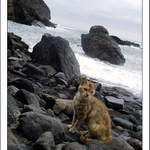 Když je zataženo a moře bouří, jsou kočky spokojené