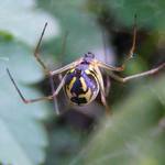 spider...alebo malý pavúk