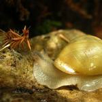 U nás slimák, u vás...