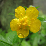 Ranna