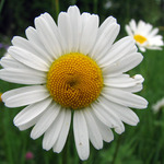 Margaretka