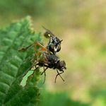 Roupec si pochutnává na Mouše domácí