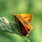 Nemám tušení co je to za motýla