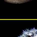 říkají mi pampeliška, protože tak prý vypadám...