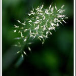 travní opravdu tak bodují?