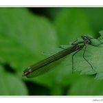 Motýlice lesklá - samička