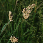 Malý kousek louky...