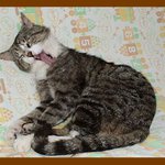 náš kocourek při očistě