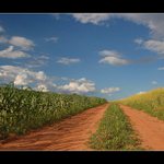 ...Červenavá Cesta...