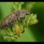 Šedivák poplesnivělý