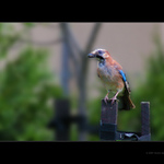 Ranní ptáče bez lahváče ..