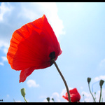 Z poľa vlčích makov