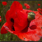 Z poľa vlčích makov II