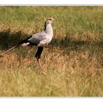 Hadilov písař (Sagittarius serpentarius)