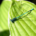 Šidielko obyčajné