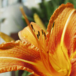 Proměnná tvář sídliště - Ohnivý temperament