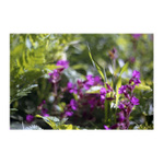 Tam, kde žijí víly