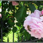 Růže a včela  v zámecké zahradě