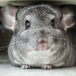 Chinchilla Lanigera
