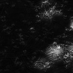 Hvozdobludná světla