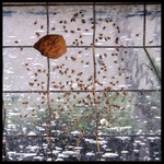 Pavúčia pôrodnica II