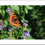 Babočka kopřivová