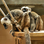  prý mám jako skočit ...blázni