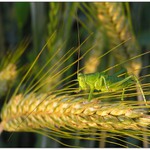 .. samá tykadla ? ...