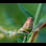 .. a co s tou fotkou budeš dělat ? ..