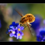 chlupáč v pomněnkách