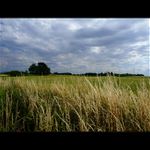 Za pšeničným plotom...