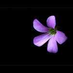 violet