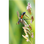 bzzzzzzzzzzz