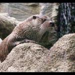 Někoho tam v dáli vidím...