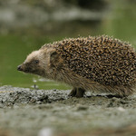 Ježek-západní-(Erinaceus-eu