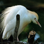 Volavka rusohlavá (Bubulcus ibis ibis)
