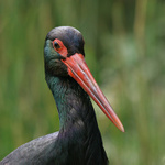 Čáp černý (Ciconia nigra)