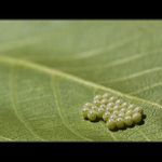 Insect Pool Championship