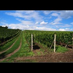 V levo tramín,v pravo muškát..............