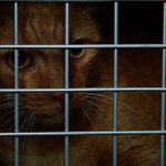 Před návštěvou veterináře