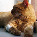 Po návštěvě veterináře