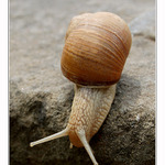 Skočím-neskočím?