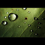 liliovník tulipánokvětý