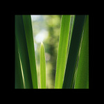 tam za vodou v rákosí...